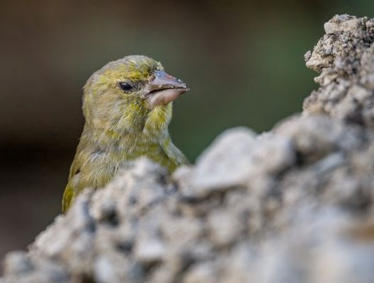 "Sorry .... was sagtest du"?