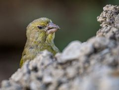 "Sorry .... was sagtest du"?