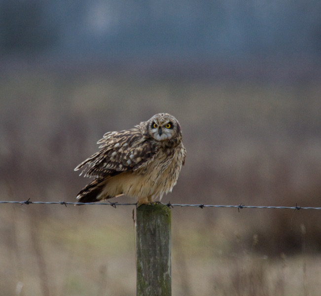 sort eared owl