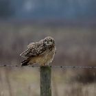 sort eared owl