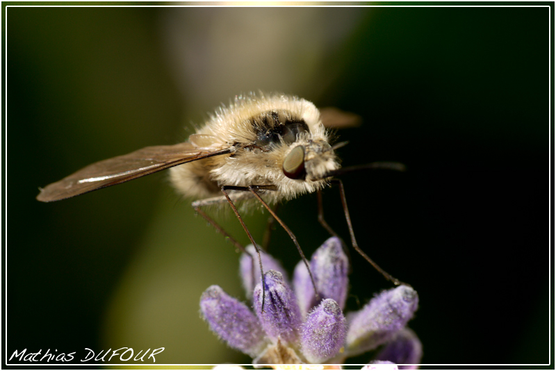 Sorte d'abeille