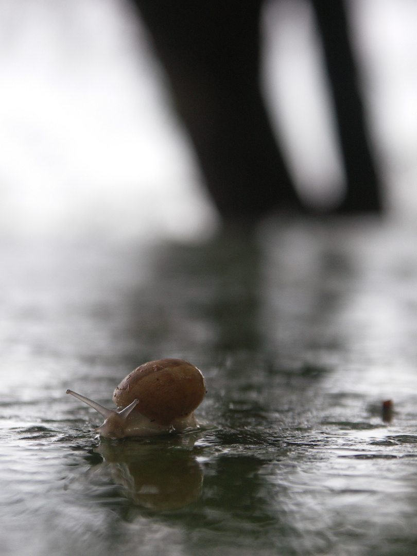 Sortie après la pluie