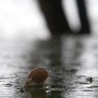 Sortie après la pluie