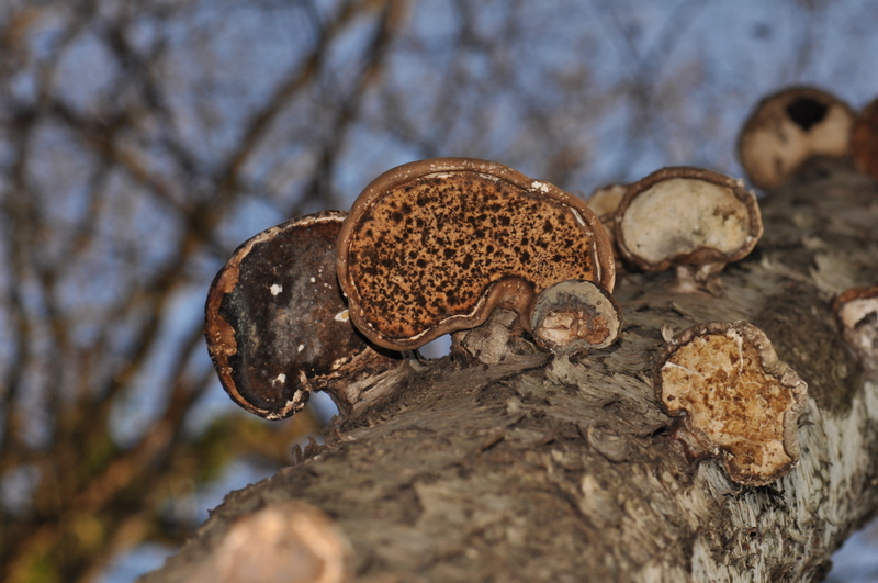 Sortie champignons