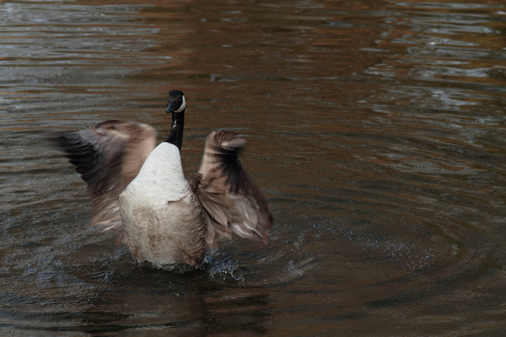 sortie de bain 2