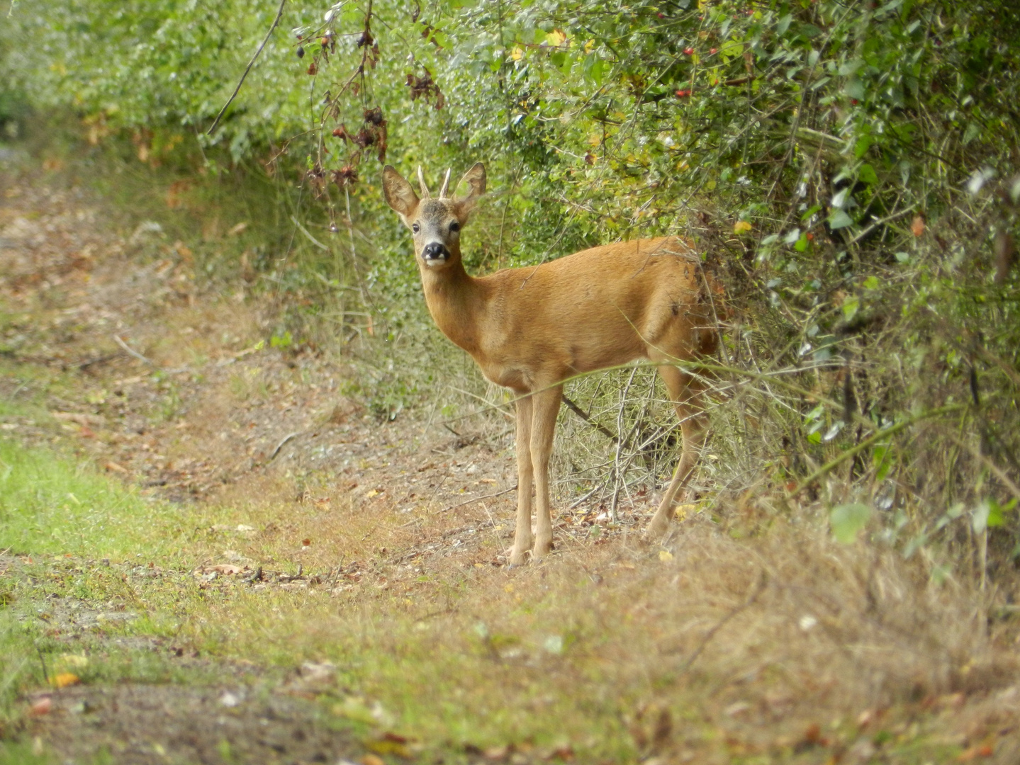 Sortie de forêt pour un chevreuil