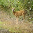 Sortie de forêt pour un chevreuil