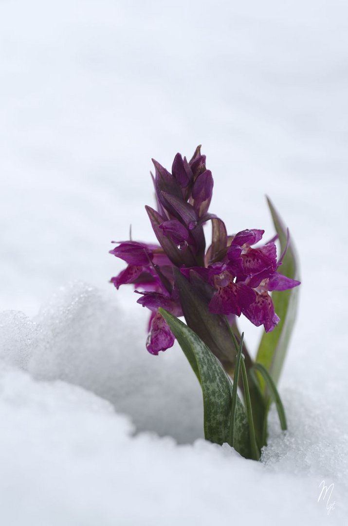 Sortie de neige.