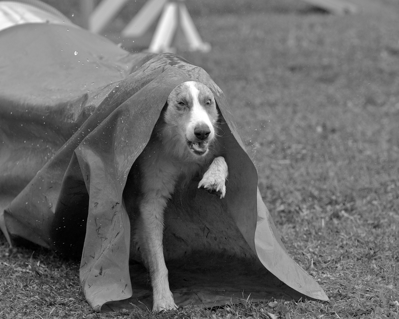 Sortie du chien de la chaussette