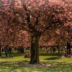 Sortie du dimanche- Parc de Sceaux