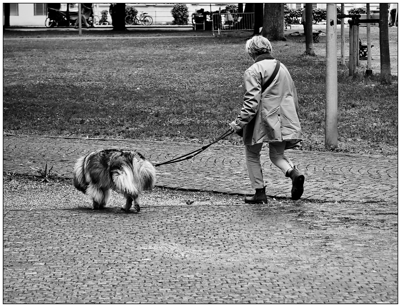 Sortie du maître ou du chien ? 