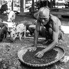 Sortierarbeit (Laos)