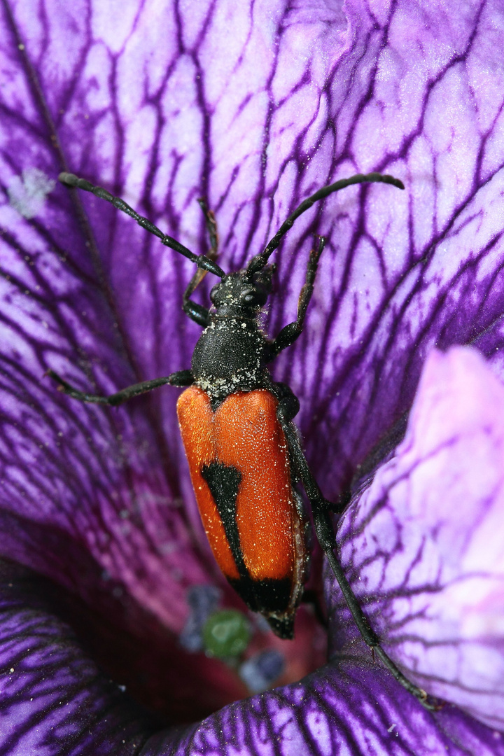 sortir du coeur de la fleur