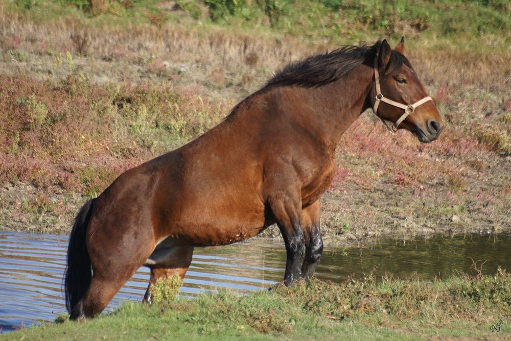 sortir du marais ......