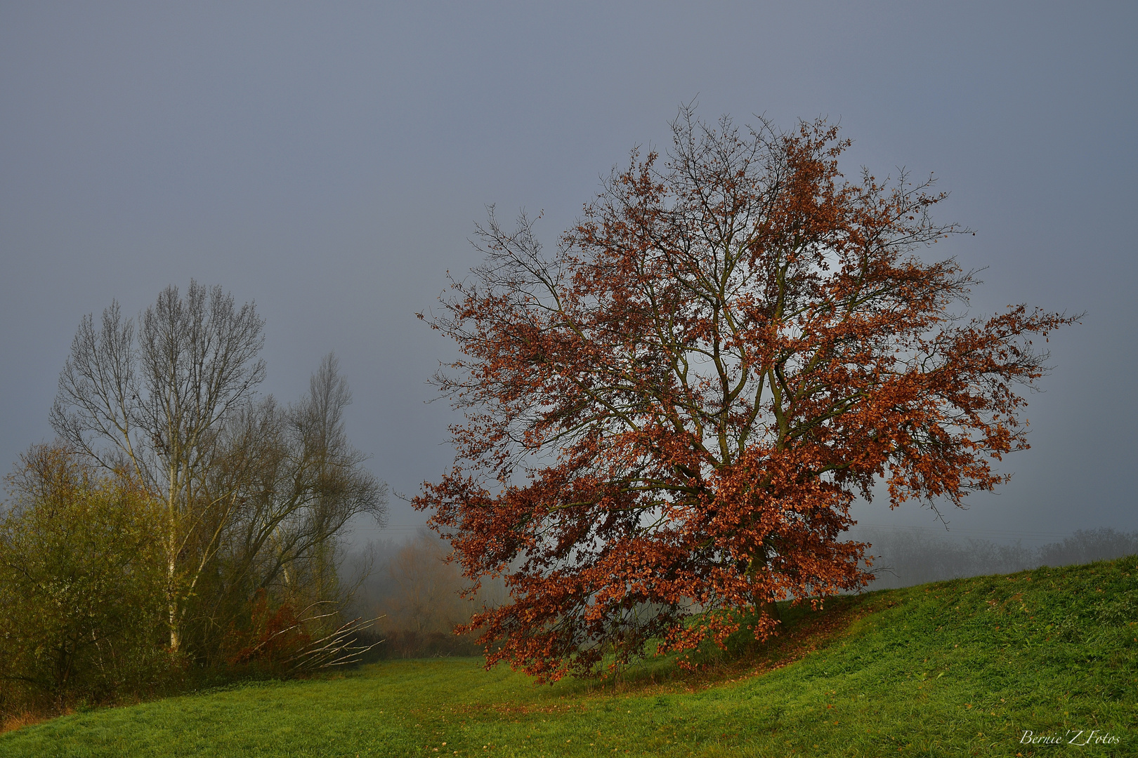 Sortis de la brume matinale