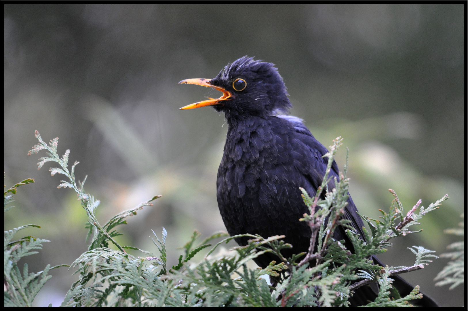 S.O.S.... ALARM.....Amsel auf Wache