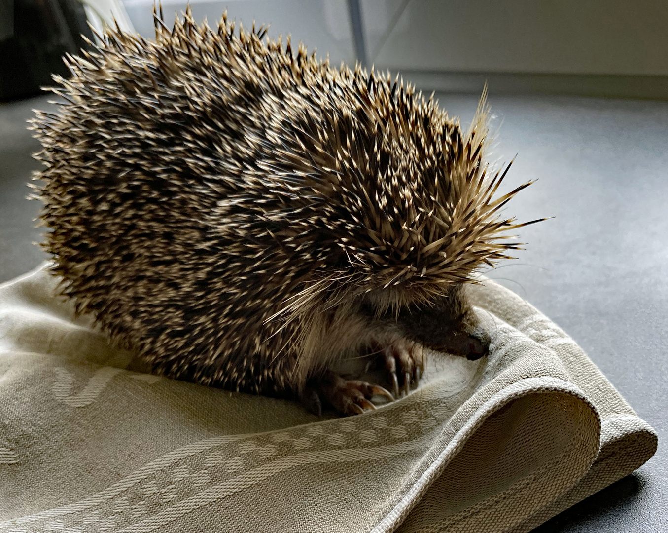 SOS Igel