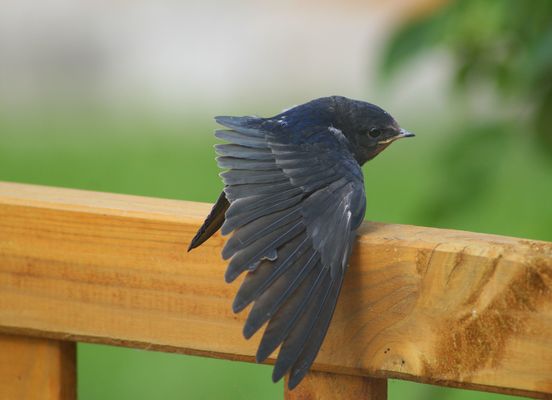 Soso - das ist also mein Flügel :-)