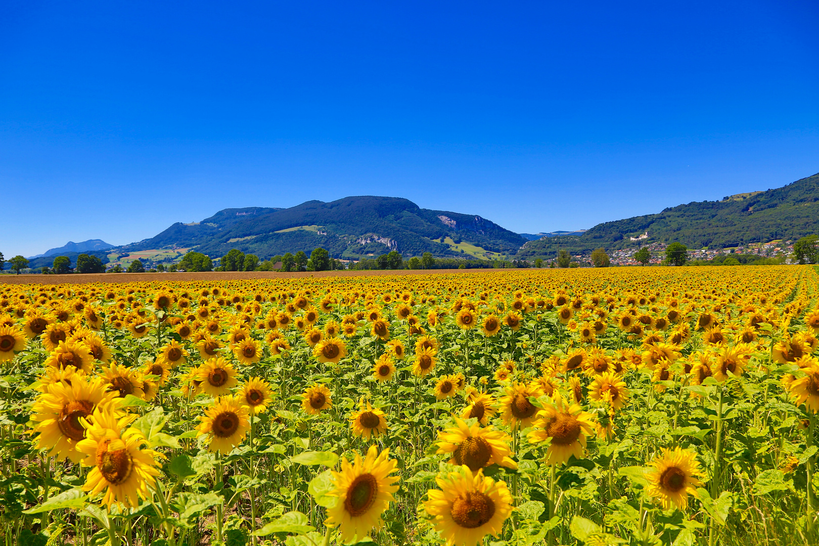 SoSoSo - Sonne, Sonnenblumen, Sommer