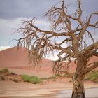 Sossusvlei Dead Camel Thorn Tree