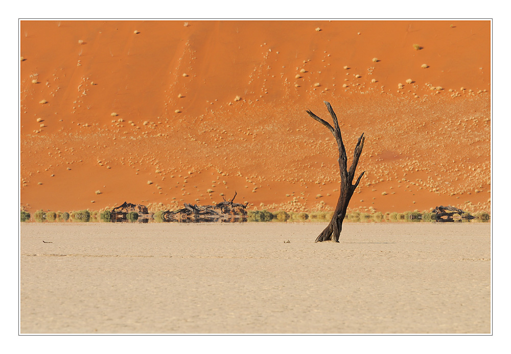 Sossusvlei - Dead Vlei