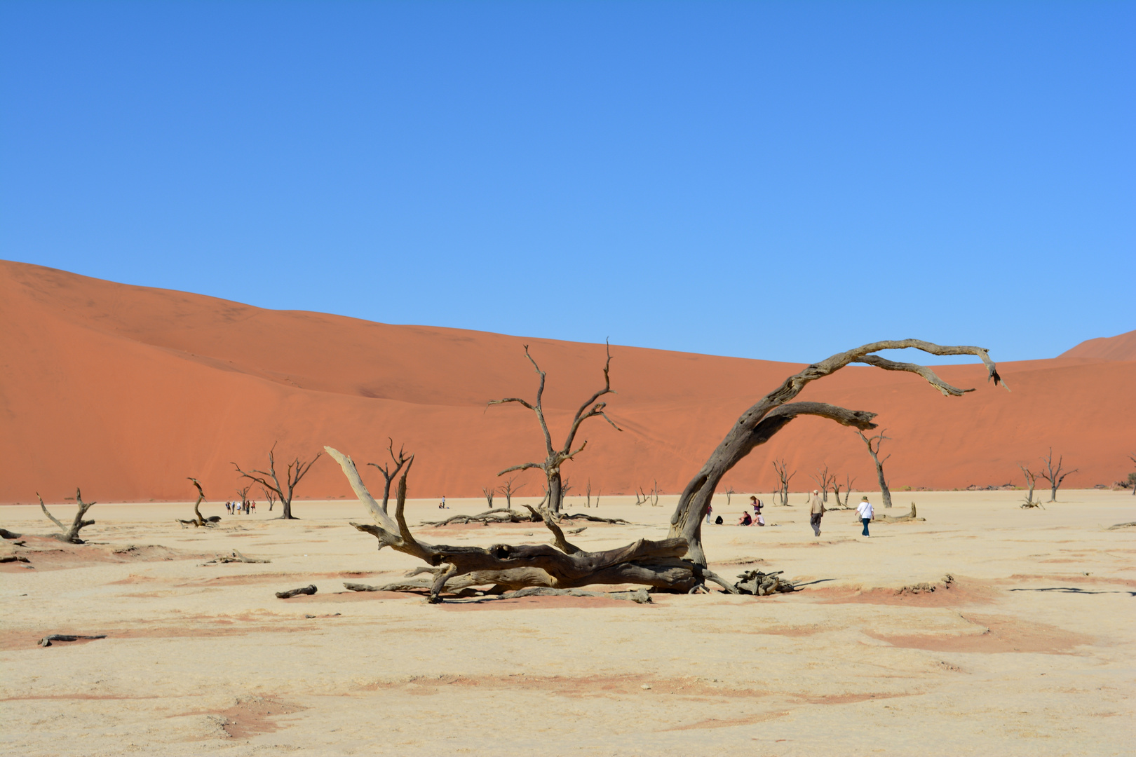 Sossusvlei Death Vlei