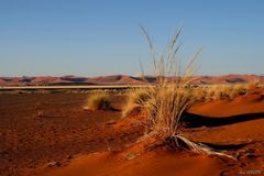 SOSSUSVLEI . ( Désert du NAMIB)