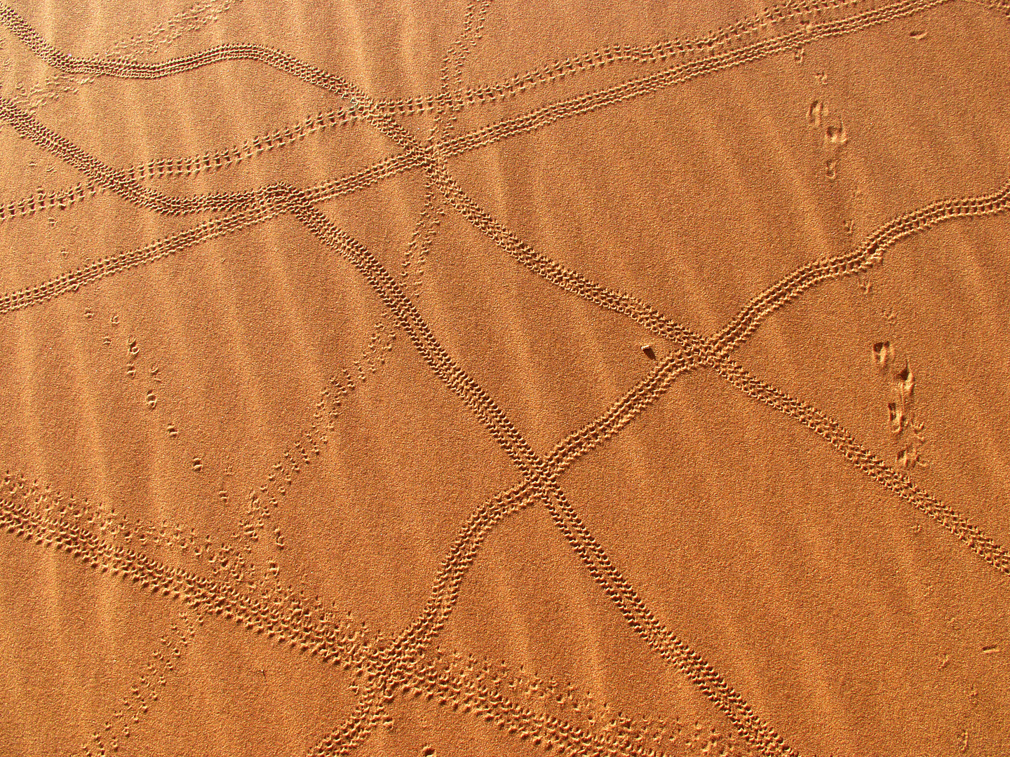 sossusvlei detail 02