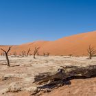 Sossusvlei: im Deadvlei