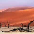 Sossusvlei im Nebel 2