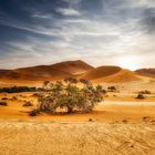 Sossusvlei in der Namib-Wüste