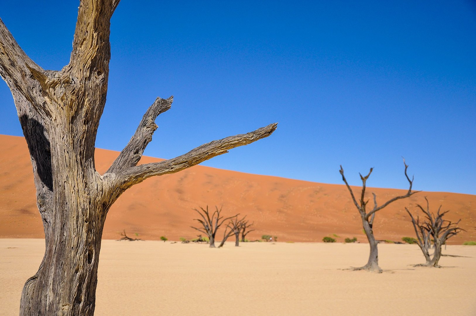 Sossusvlei Trees