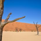 Sossusvlei Trees