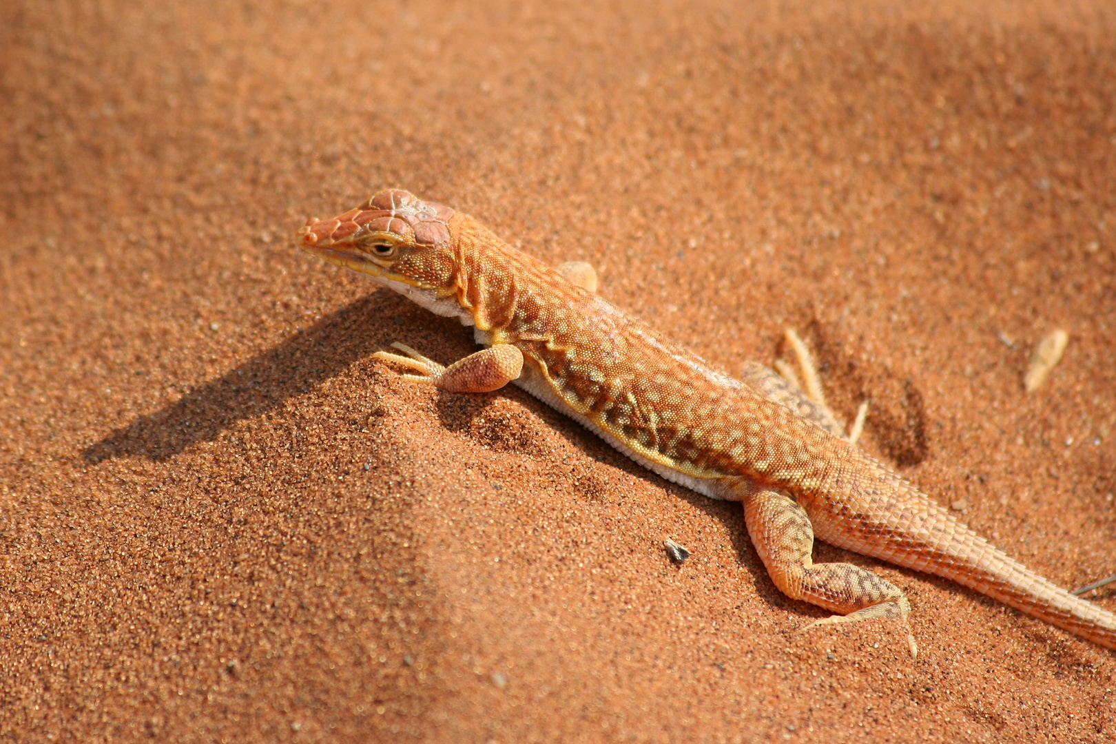 Sossusvlei Wüsteneidechse