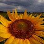 sotto ad un cielo grigio  (2)