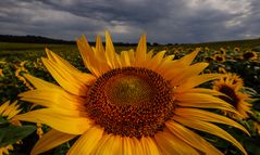 sotto ad un cielo grigio  (2)