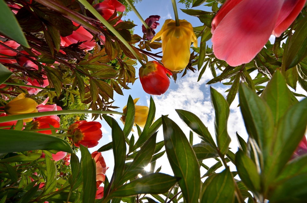 Sotto i tulipani