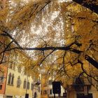 ...Sotto il ginkgo di..Mariateresa....