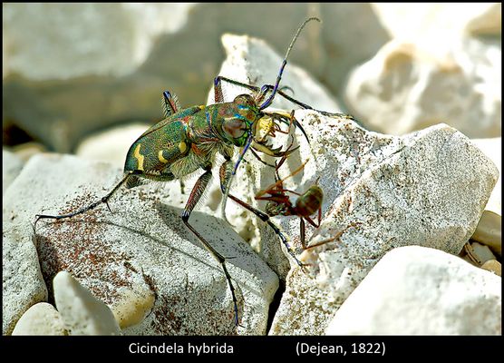 Sotto il sole d'Agosto #2