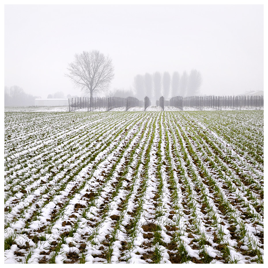 "Sotto la neve, grano"