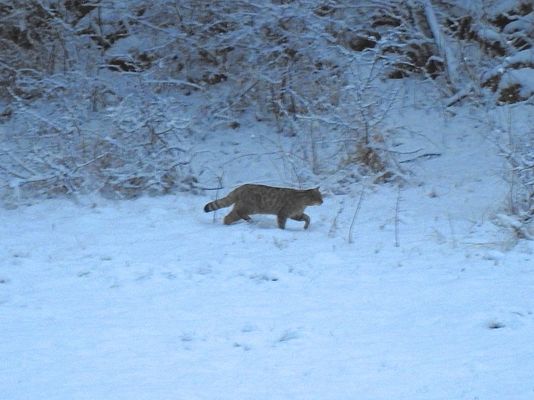 Sotto la nevicata nel periodo degli amori