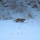 Sotto la nevicata nel periodo degli amori