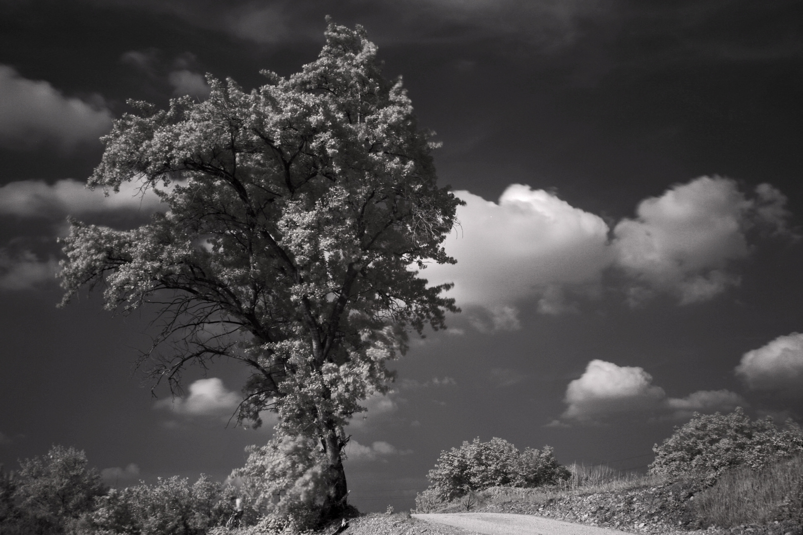 sotto l'albero