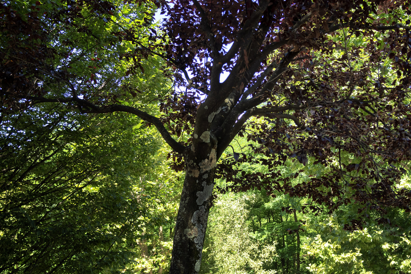 Sotto l'albero