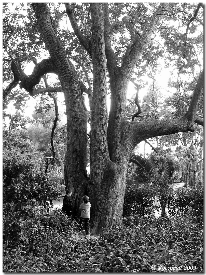 Sotto l'albero, quello grande....