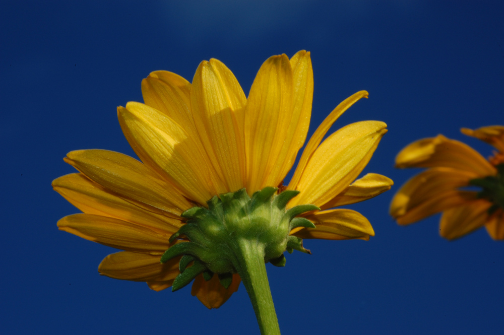 Sotto un fiore