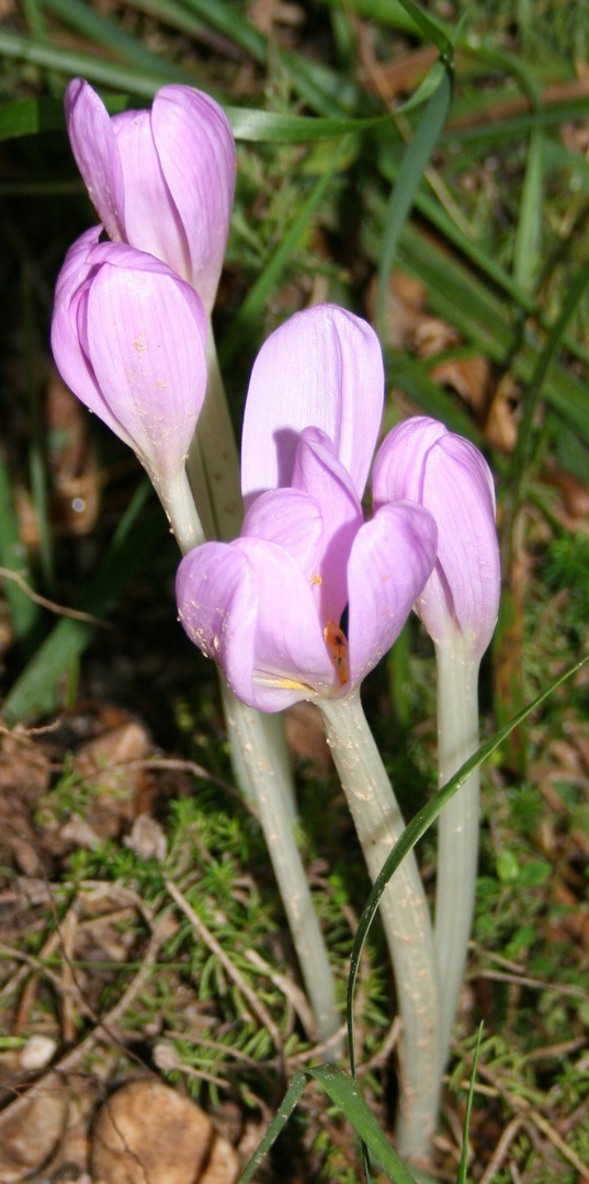 sottobosco