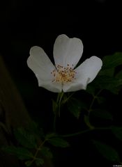 Sottobosco (cisto bianco)