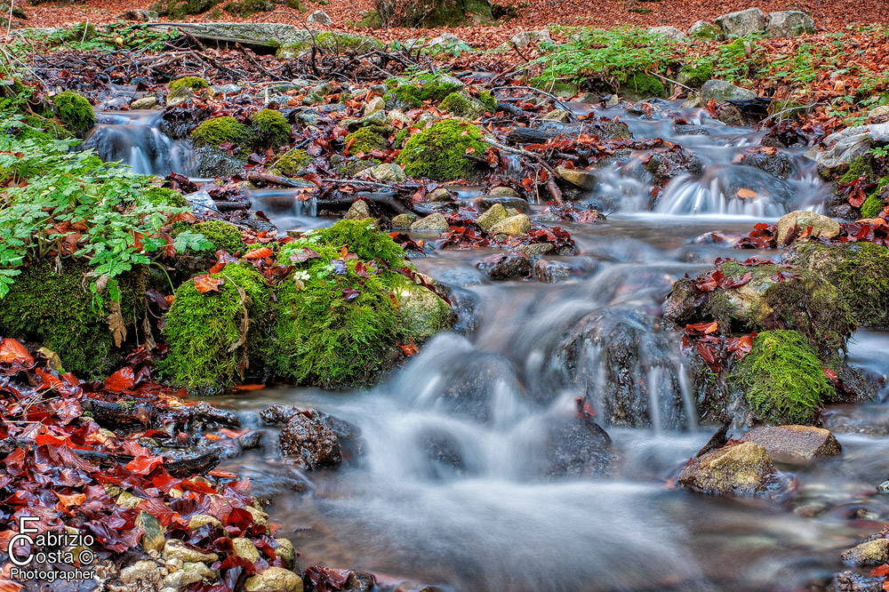 Sottobosco con torrente