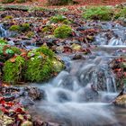 Sottobosco con torrente